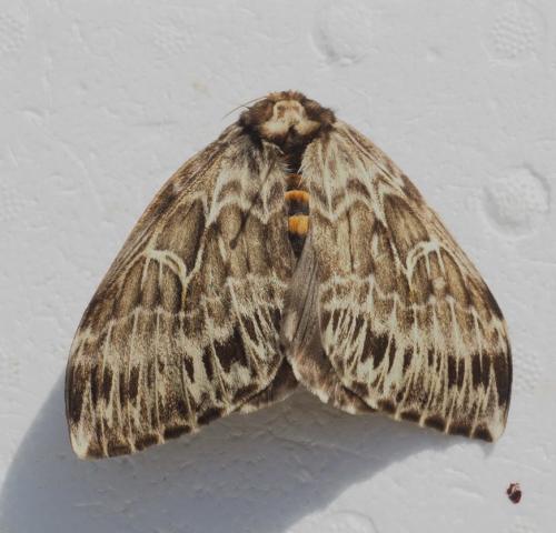 Dirphia radiata